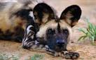 BBC Nature - African wild dog videos, news and facts