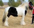 Black Forest Shires &amp; Gypsy Horses