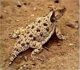 Horned Lizards
