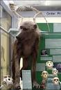 Natural History Collections: OLD WORLD MONKEYS
