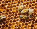 DIY Backyard Beekeeping   How To Start Backyard Beekeeping   The