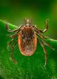 <b>Ixodes</b> hexagonus