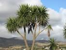 V6745 : Palm trees at - via Daymix