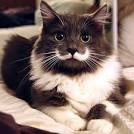 Image result for cats