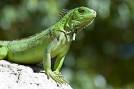 Reptile Supply Store, Discount Reptile Supplies &amp; Reptile Products