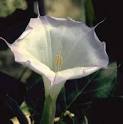 Datura and Brugmansia Seeds from around the world