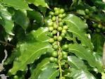 plants - C - Coffea - Page 2