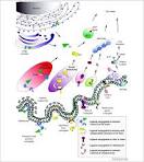 <b>Immunotoxins</b> enter the cell