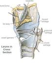 larynx, voice box