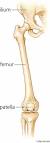 femur - Images