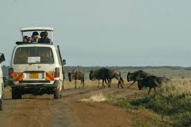  Things to Consider When Looking for a Safari Provider