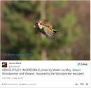 Yes, this is a weasel riding a woodpecker �� TheJournal.