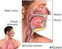 Upper respiratory tract: MedlinePlus Medical Encyclopedia Image