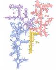 <b>ARN</b>