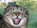 Saberpoint: Helping an Injured, Feral Cat