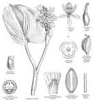 <b>Pontederiaceae</b> Kunth