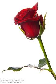 http://t3.gstatic.com/images?q=tbn:ANd9GcTr7Stx56QBEs2ftrQe-_bloh9cnCrhLQtU1HTZu8sang7i3uIs