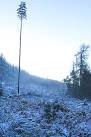Lone Survivor. One solitary tree seems to have escaped when the area was - via Daymix