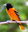 a little oriole flew into