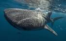 Biggest Shark | Dimensions Guide