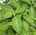 SALVIA Divinorum | HarvardDAPA
