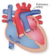 into the <b>pulmonary artery</b>,
