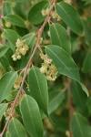 <b>Litsea</b> glaucescens Kunth