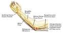 <b>Ulnar nerve entrapment</b>