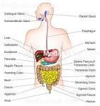 Digestive system - Medicalook Human Anatomy