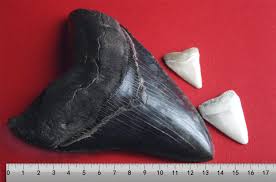 Image result for Megalodon