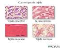 Todos los tipos de <b>tejido</b>