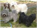 Havanese Information and Pictures