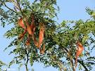 Honeylocust (Gleditsia triacanthos)