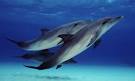 Spotted Dolphin or Atlantic Spotted Dolphin
