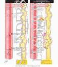 Diuretics - Thiazides; Potassium - Retaining Diuretics - Netter ...