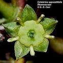 <b>Rhamnaceae</b>