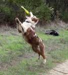 Shosta and his disc catching career