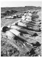 Biological Warfare - Diplomacy and biological warfare, Early ...