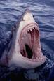 shark attacks on humans