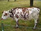 Simmental cattle public domain - via Daymix