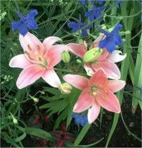 Des vertus des plantes par Macer Floridus, 1832 Images?q=tbn:ANd9GcTsEoW3GC095Bz_LKtQ8zDPZIhhe78zPHt4vtBeiFIYqKLyvQFOaTyY8489Qg