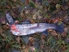 Salmon spawn in the burn in - via Daymix
