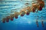 2015 World Aquatics Championships in Kazan | RP-
