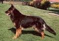 Chodsky Pes « Stockdog Savvy