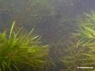 aquatic plants under water