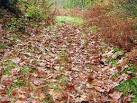 Fall! A carpet of leaves covers the path in Coed Rheidol. - via Daymix