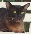Burmese Cat Club