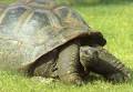 Aldabra Tortoise: WhoZoo