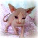 Sphynx For Sale - PetSale Inc
