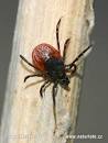 Castor Bean Tick (<b>Ixodes</b>